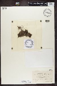 Dermatocarpon miniatum image