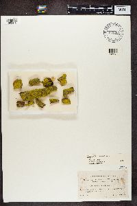 Chrysothrix candelaris image