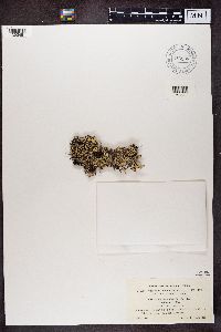 Media resource of Hypogymnia physodes