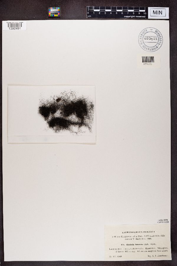 Bryoria lanestris image