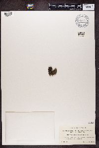 Aspicilia melanaspis image