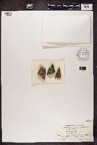 Aspicilia cinerea image