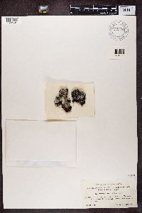 Pertusaria panyrga image