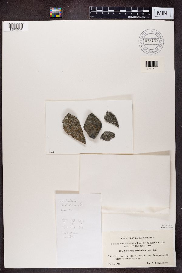 Athallia vitellinula image