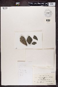 Image Associated With the Occurrence