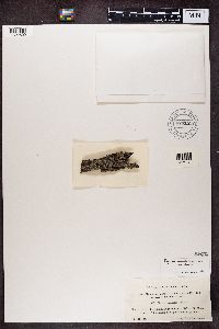 Physcia ascendens image