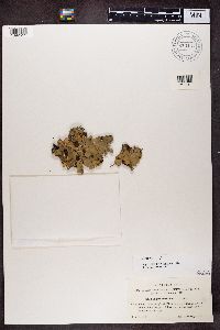 Peltigera horizontalis image