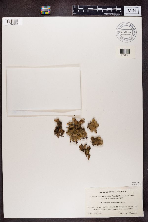 Peltigera didactyla image