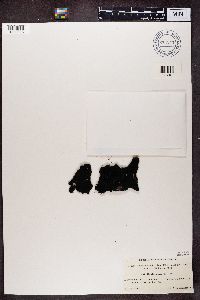 thumbnail image of current specimen