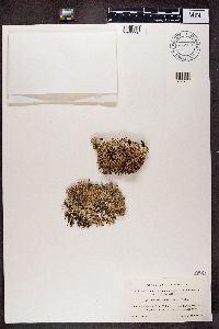 Cladonia turgida image