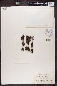 Cladonia cariosa image