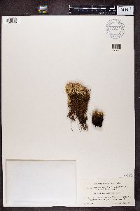 Cladonia elongata image