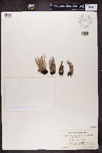 Cladonia cornuta image