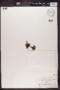 Cladonia grayi image