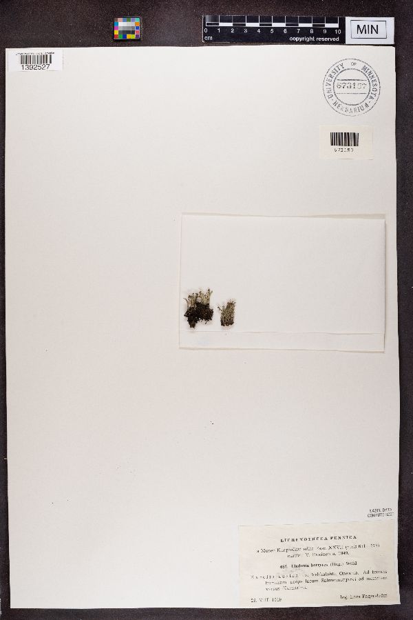 Cladonia botrytes image