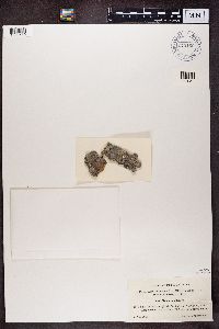 Lecidea turgidula image