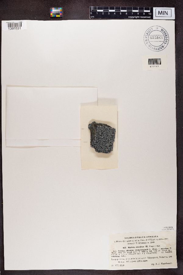 Biatora maculosa image