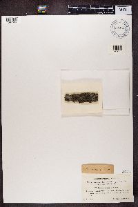 Lecidea euphorea image