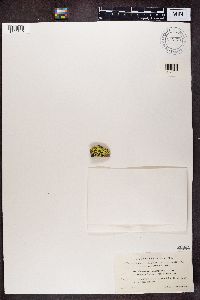 Rhizocarpon geographicum image