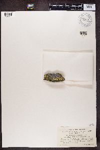 Rhizocarpon geographicum image