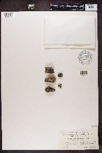 Rhizocarpon geographicum image