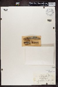 Calicium salicinum image