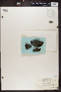thumbnail image of current specimen