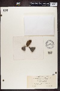 Aspicilia cinerea image