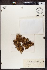 Cetraria hiascens var. delisei image