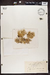 Evernia prunastri image