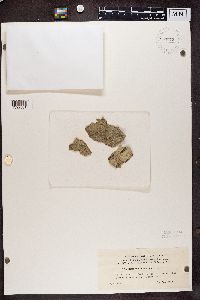 Biatora efflorescens image