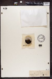 Biatorella campestris image