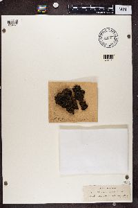 Biatorella campestris image