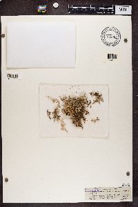 Cladonia rangiferina image