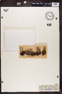 Cladonia fimbriata image