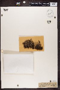 Cladonia squamosa image