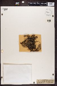 Cladonia squamosa image