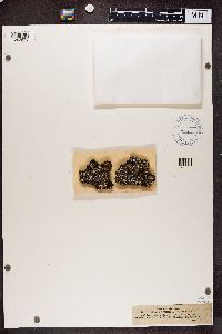Cladonia pyxidata image