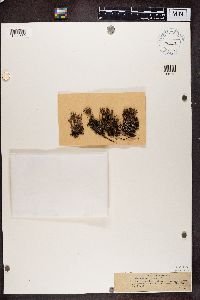 Cladonia crispata image