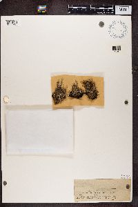 Media resource of Cladonia rei