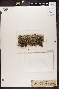 Cladonia ciliata var. tenuis image