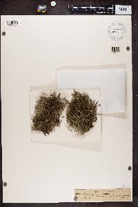 Cladonia uncialis image