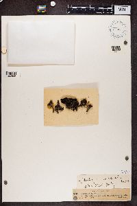 Cladonia coccifera image