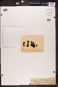 Cladonia coccifera image