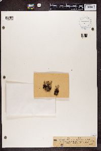 Cladonia verticillata image