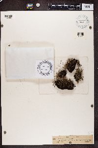 Cladonia verticillata image