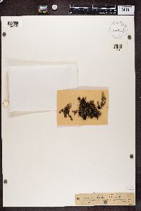 Cladonia verticillata image