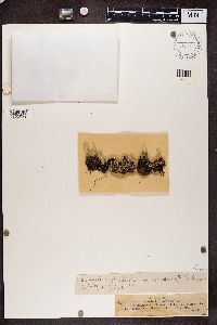 Cladonia fimbriata image