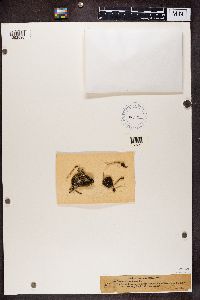 Cladonia decorticata image