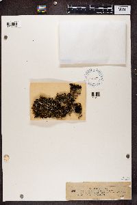 Cladonia coccifera image